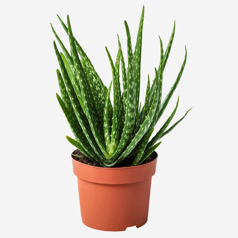 Plants